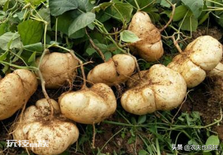 凉薯的别名叫什么名字(南方栽种的豆薯剥皮就能生吃)-图片3